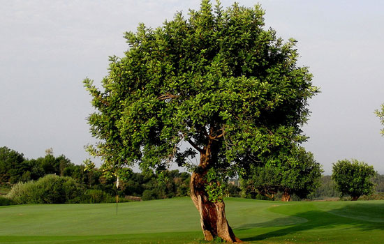 donna-fugata-golf-resort7.jpg